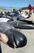 Gestrandete Wale (im August 2001 in Neuseeland): Forscher halten militrisches Sonar fr verantwortlich